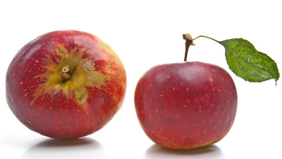 Zwei Äpfel der Sorte Ingrid Marie. © fotolia.com Foto: Wanja Jacob