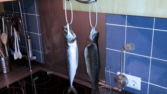 Eine Forelle und eine Makrele hängen zum Trocknen an einem Küchenschrank. © NDR Foto: Oliver Klebb
