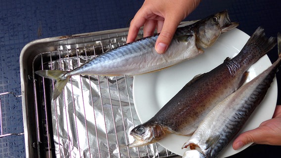 Vorgetrocknete Fische werden in einen Tischräucherofen eingesetzt. © NDR Foto: Oliver Klebb