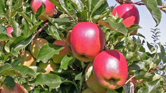 Äpfel der Sorte Gala Must am Baum © Esteburg - Obstbauzentrum Jork 