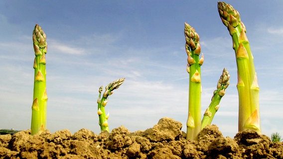 Grüner Spargel wächst auf einem Feld. © picture alliance/augenklick Foto: Bernhard Kunz