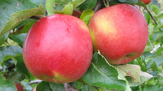Äpfel der Sorte Jonagold hängen am  Baum © Esteburg - Obstbauzentrum Jork 