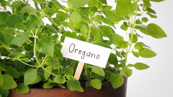 Ein Schild steckt in einem Pflanztopf mit der Aufschrift "Oregano" © Colourbox Foto: -