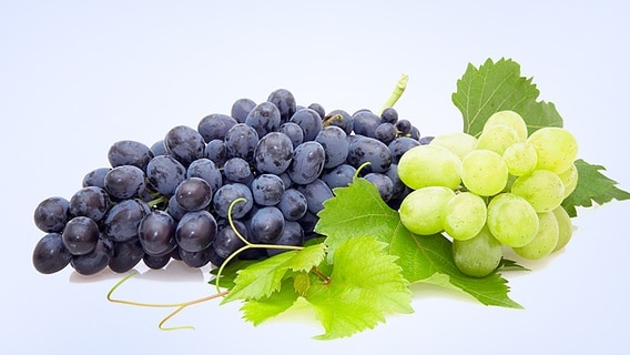 Blaue und helle Weintrauben vor hellem Hintergrund © colorbox 