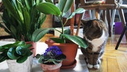 Eine Katze schnuppert an einer Grünpflanze © Colourbox Foto: Tanouchka