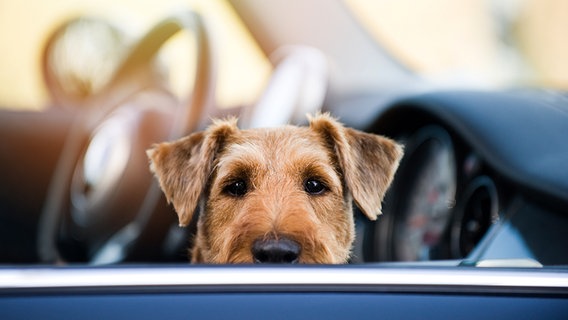Hund auf dem Beifahrersitz eines Autos. © Fotolia.com Foto: Dora Zett