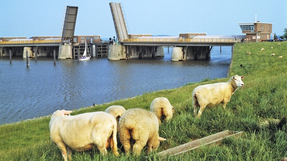 Das Sperrwerk an der Oste bei Neuhaus, davor Schafe. © picture alliance / United Archives Foto: Werner Otto