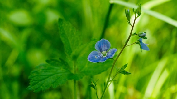 Blaue Blume am Wegesrand im Naturschutzgebiet Bishorst. © NDR Foto: Anja Deuble