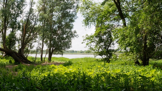 Alte Bäume und üppiges Grün am Ufer der Elbe im Naturschutzgebiet Bishorst. © NDR Foto: Anja Deuble
