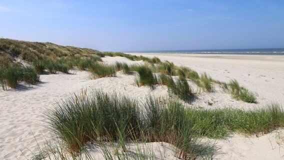 Weißer Sandstrand mit hohen Gräsern an der Küste der Nordseeinsel Langeoog in Deutschland © colourbox Foto: Astrid Gast