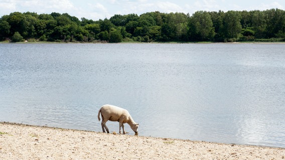 Ein Schaf trinkt aus der Trave am Dummersdorfer Ufer. © NDR Foto: Anja Deuble