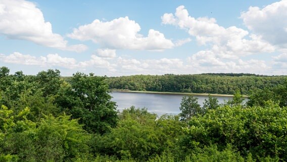 Blick vom Aussichtsturm auf die üppig grün blühende Vegetation am Dummersdorfer Ufer. © NDR Foto: Anja Deuble