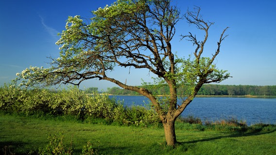 Ein vom Wind gebeugter Obstbaum steht auf einer Wiese am Wasser in der Geltinger Birk. © picture-alliance/Bildagentur Huber/Gräfenhain 