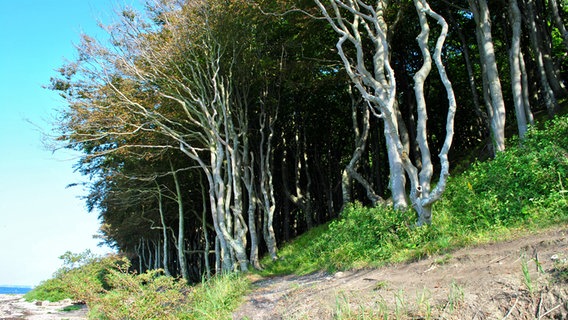 Ein Laubwald, der direkt bis an einen Strand reicht © NDR Foto: Janine Kühl