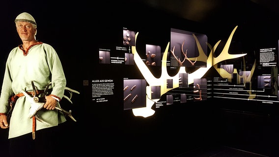 Ausstellung mit Schaukästen und Erläuterungen über Geweihe im Wikinger-Museums Haithabu. © NDR Foto: Kathrin Weber