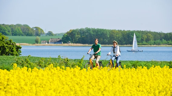 Zwei Radfahrer fahren durch ein blühendes Rapsfeld an der Schlei. © Ostseefjord Schlei GmbH Foto: Matzen