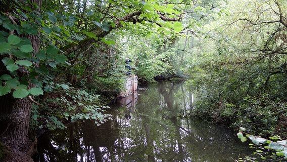Bruchwald im Duvenstedter Brook. © NDR Foto: Kathrin Weber