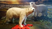 Präparierter Eisbär in der Ausstellung des Zoologischen Museums Hamburg © NDR Foto: Kathrin Weber