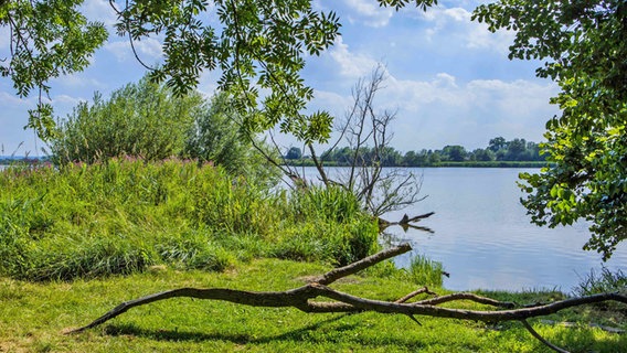 Das Naturschutzgebiet alte Süderelbe in Hamburg-Finkenwerder. Das Naturschutzgebiet alte Süderelbe in Hamburg-Finkenwerder. © imago images Foto: Lars Berg