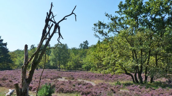 Blühende Heide und ein abgestorbener Baum in der Fischbeker Heide in Hamburg. © NDR Foto: Irene Altenmüller