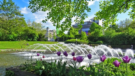 Wasserspiele und blühende Tulpen im Park Planten un Blomen in Hamburg © NDR Foto: Irene Altenmüller