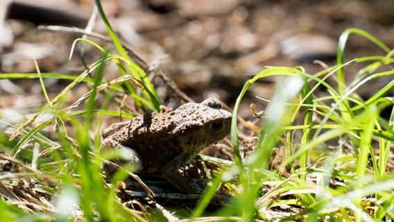 Eine kleine Kröte hockt im Gras an einem Weg im Sachsenwald. © NDR Foto: Anja Deuble