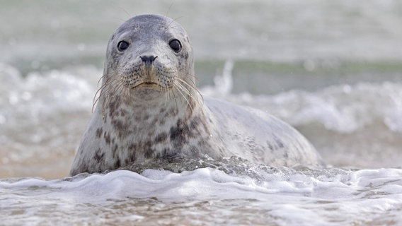 Eine junge Kegelrobbe im Wasser am Strand der Düne von Helgoland. © picture alliance/imageBROKER Foto: Thomas Hinsche