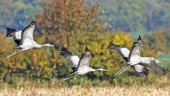 Kraniche fliegen über einem Feld. © picture alliance/dpa Foto: Bernd Wüstneck