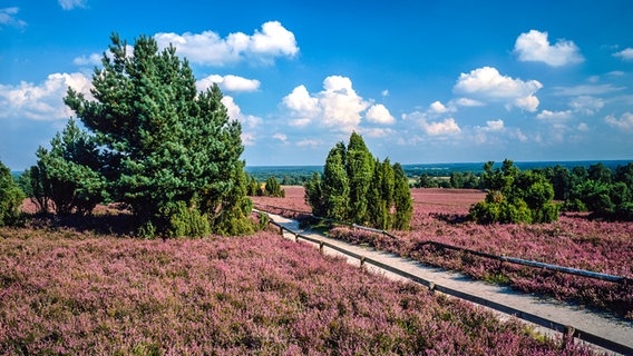 Blühende Landschaft in der Lüneburger Heide. © Picture-Alliance / Bildagentur Huber Foto: F. Damm