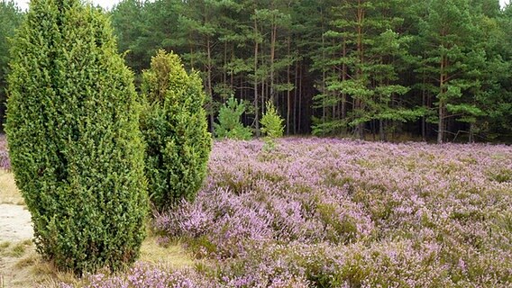 Typische Heidelandschaft mit blühener Heide und Wachholderbüschen © NDR Foto: Axel Franz