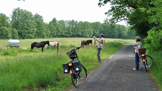 Radfahrer fotografieren Pferde zwischen Hützel und Steinbeck. © NDR.de Foto: Janine Kühl
