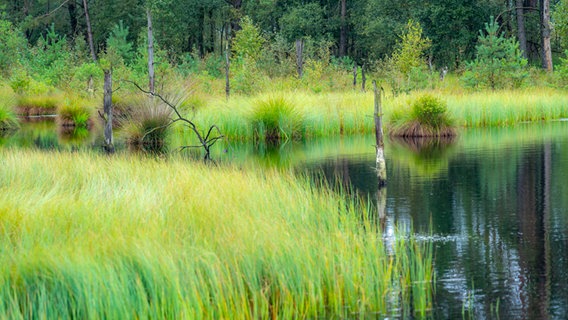 Blick ins Pietzmoor mit Gras- und Wasserflächen. © picture alliance Foto: Jochen Tack