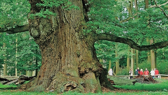 Stamm eines mächtigen Eichenbaumes im Waldgebiet Ivenacker Eichen ©  TMV/Growe-Lodzig 
