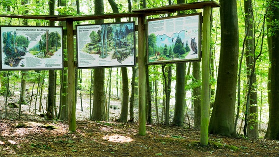 Hinweisschilder stehen auf Holzpfählen in einem Waldstück auf einer Anhöhe. © NDR Foto: Anja Deuble