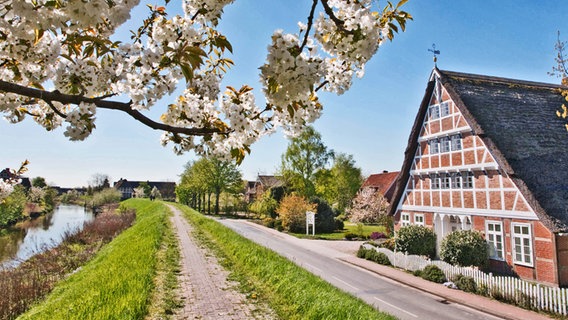 Ein altes Fachwerkhaus und ein blühender Zweig am Deich im Alten Land. © imago/imagebroker 