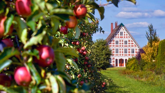 Blick auf ein typisches Fachwerkhaus im Alten Land, im Vordergrund Apfelbäume. © Tourismusverband Landkreis Stade 