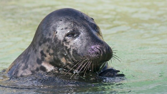 Eine Kegelrobbe schwimmt im Wasser © LKN-SH Foto: Martin Stock