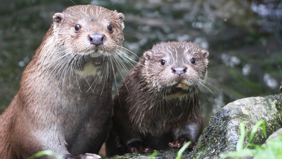 Zwei Otter blicken neugierig in die Kamera. © Aktion Fischotterschutz e.V. 