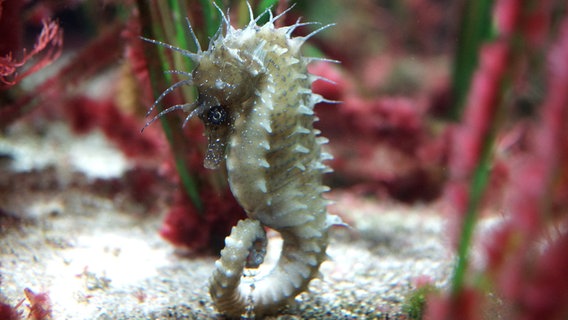 Ein Seepferdchen in einem Aquarium im Multimar Wattforum. Ein Seepferdchen in einem Aquarium im Multimar Wattforum. © LKN SH Foto: Hecker