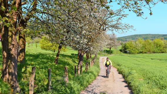 Radfahrer auf einem Weg zwischen blühenden Bäumen im Geopark Terra.Vita. © Geopark Terra.Vita 