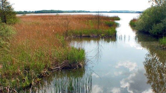 Ufer des Hemmelsdorfer Sees in Ostholstein. © Imago/imagebroker/Pfeifer 