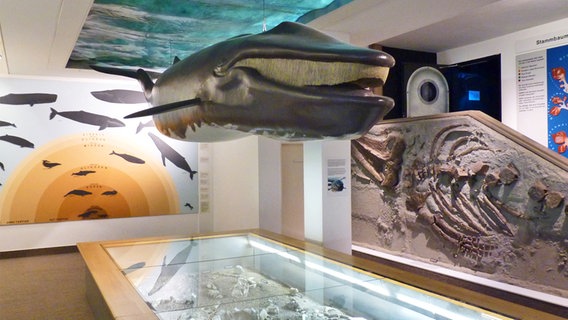 Modell eines Wals und fossile Walskelette im Museum für Natur und Umwelt in Lübeck © NDR Foto: Irene Altenmüller