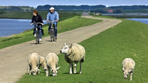 Radfahrer auf einem Nordsee-Deich mit Schafen. © imago/alimdi Foto: imago/alimdi