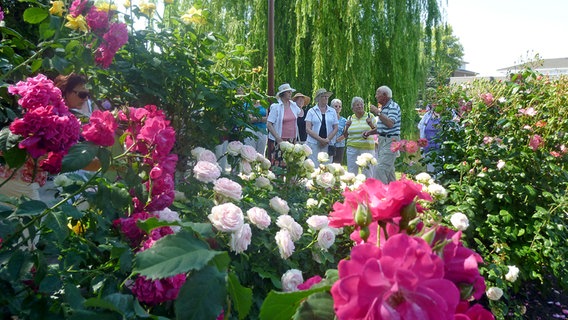 Eine Gruppe Besucher im Rosarium in Uetersen. © NDR Foto: Petra Volquardsen