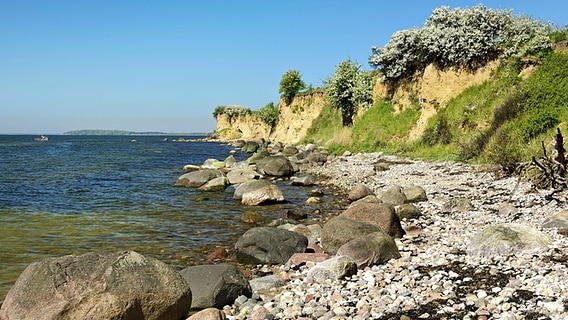 Blühende Sträucher und Kiesstrand an einer Steilküste auf der Halbinsel Mönchgut auf Rügen. © imago/imagebroker Foto: Andreas Vitting