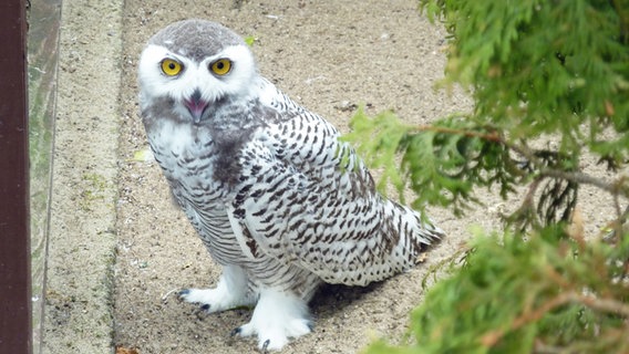 Junge Schnee-Eule im Vogelpark Niendorf. © NDR Foto: Kathrin Weber