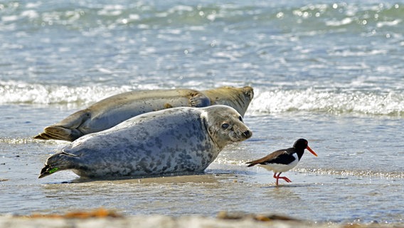 Zwei Seehunde und ein Austernfischer im Wasser vor Helgoland. © imago/imagebroker 
