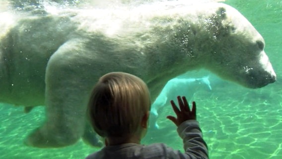 Ein kleine Junge steht im Zoo Rostock vor einer Panoramascheibe von einem Wasserbecken, in dem zwei Eisbären schwimmen. © NDR 