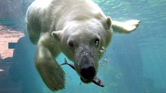 Ein Eisbär mit einem Fisch im Maul unter Wasser. © Zoo am Meer Bremerhaven Foto: Wolfhard Schee