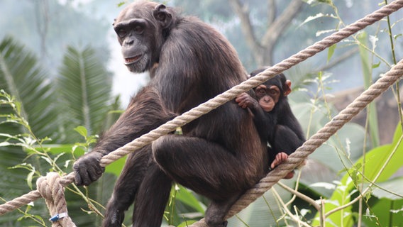 Eine Takamanda-Schimpansin mit Baby im Zoo Osnabrück. © Zoo Osnabrück gGmbH 